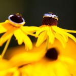 hochzeitsringe