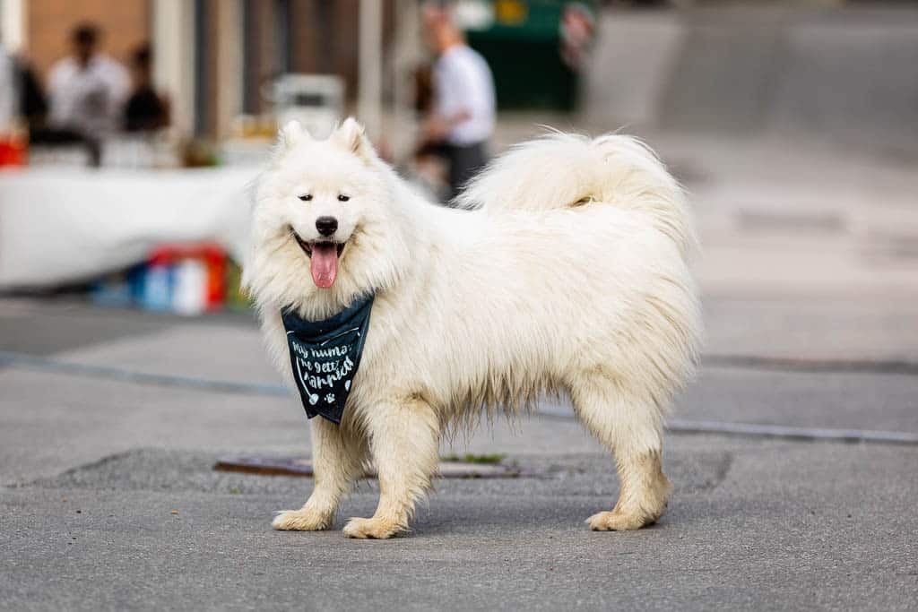 hund hochzeit mitnehmen